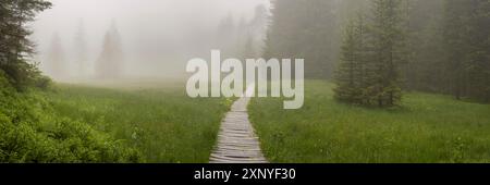 Huehnermoos par un jour nuageux avec du brouillard, une haute lande à Soellereck près d'Oberstdorf, Alpes d'Allgaeu, Allgaeu, Bavière, Allemagne Banque D'Images