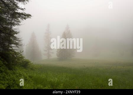 Huehnermoos par un jour nuageux avec du brouillard, une haute lande à Soellereck près d'Oberstdorf, Alpes d'Allgaeu, Allgaeu, Bavière, Allemagne Banque D'Images