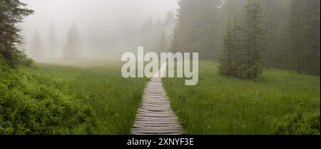 Huehnermoos par un jour nuageux avec du brouillard, une haute lande à Soellereck près d'Oberstdorf, Alpes d'Allgaeu, Allgaeu, Bavière, Allemagne Banque D'Images