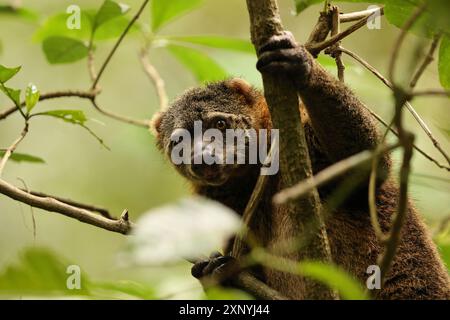 Sulawesi Bear cuscus, également connu sous le nom de phalanger d'ours Sulawesi (Ailurops ursinus), est une espèce de marsupial arboricole de la famille des Phalangeridae. Banque D'Images