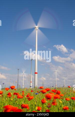 Ferme éolienne, champ avec bandes de fleurs, frontière de champs avec fleurs mélangées, coquelicots, nord de Marsberg, Hochsauerlandkreis, nord Banque D'Images