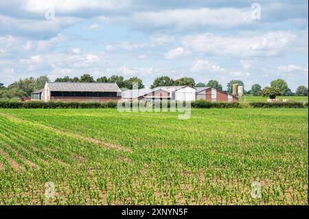 Linden, Gueldre, pays-Bas, 11 juillet 2024 - jeunes champs de maïs cultivés dans une usine et une ferme d'électricité à biomasse Banque D'Images