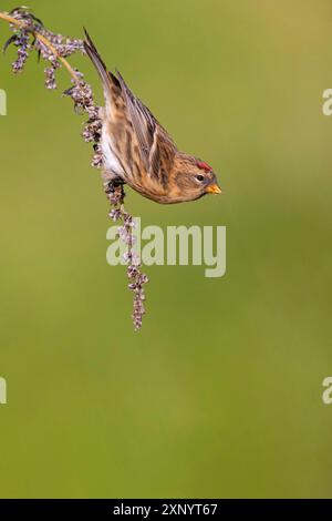 Siskin alpin (Acanthis flammea), Helgoland, Schleswig-Holstein, République fédérale d'Allemagne Banque D'Images