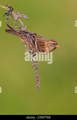 Siskin alpin (Acanthis flammea), Helgoland, Schleswig-Holstein, République fédérale d'Allemagne Banque D'Images