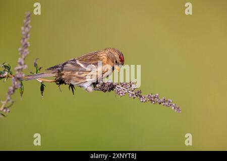 Siskin alpin (Acanthis flammea), Helgoland, Schleswig-Holstein, République fédérale d'Allemagne Banque D'Images