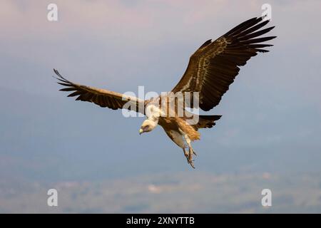 Griffon Vulture, Griffon Vulture eurasien, Griffon Vulture, Griffon eurasien (Gyps fulvu), Vautour fauve, Buitre Leonado, approche atterrissage, vol Banque D'Images