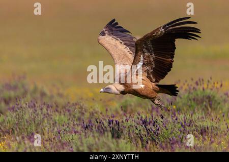 Griffon Vulture, Griffon Vulture eurasien, Griffon Vulture, Griffon eurasien (Gyps fulvu), Vautour fauve, Buitre Leonado, approche atterrissage, vol Banque D'Images