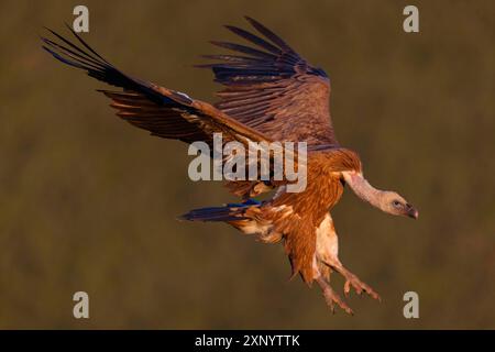 Griffon Vulture, Griffon Vulture eurasien, Griffon Vulture, Griffon eurasien (Gyps fulvu), Vautour fauve, Buitre Leonado, approche atterrissage, vol Banque D'Images