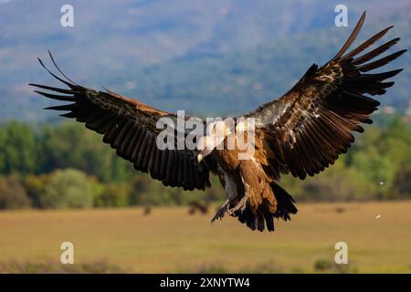 Griffon Vulture, Griffon Vulture eurasien, Griffon Vulture, Griffon eurasien (Gyps fulvu), Vautour fauve, Buitre Leonado, approche atterrissage, vol Banque D'Images