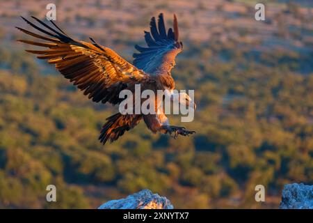 Griffon Vulture, Griffon Vulture eurasien, Griffon Vulture, Griffon eurasien (Gyps fulvu), Vautour fauve, Buitre Leonado, approche atterrissage, vol Banque D'Images