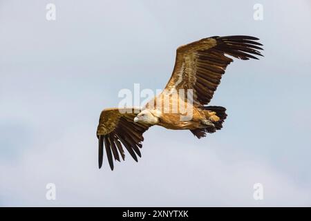 Griffon Vulture, Griffon Vulture eurasien, Griffon Vulture, Griffon eurasien (Gyps fulvu), Vautour fauve, Buitre Leonado, approche atterrissage, vol Banque D'Images