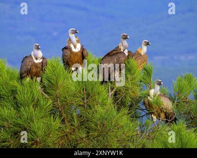 Griffon Vulture, Griffon Vulture eurasien, Griffon Vulture, Griffon eurasien (Gyps fulvu), Vautour fauve, Buitre Leonado, cinq vautours, groupe Banque D'Images