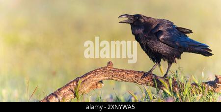 Corbeau, Corbeau commun, Corbeau, Corvus corax, Grand Corbeau, Cuervo comË™n, Cuervo, Hides de Calera / steppe Raptors, Calera y Chozas, Castilla la Mancha Banque D'Images