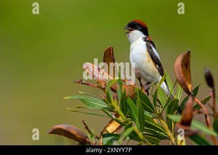 Woodchat Shrike (sénateur Lanius), homme, île de Lesbos, Grèce Banque D'Images