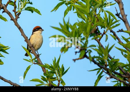 Woodchat Shrike (sénateur Lanius), homme, île de Lesbos, Grèce Banque D'Images