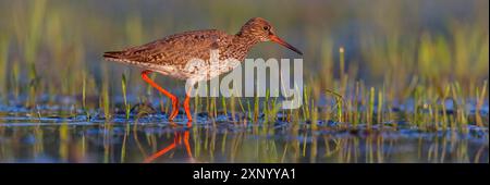 Roussard commun (Tringa totanus), Khawr oriental / Khawr ad Dahariz, Salalah, Dhofar, Oman Banque D'Images