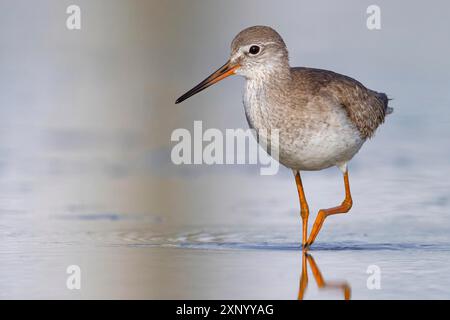 Roussard commun (Tringa totanus), Khawr oriental / Khawr ad Dahariz, Salalah, Dhofar, Oman Banque D'Images