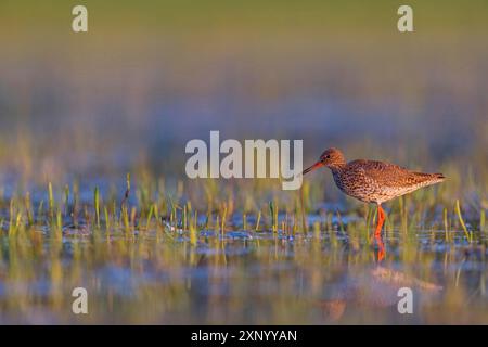 Roussard commun (Tringa totanus), Khawr oriental / Khawr ad Dahariz, Salalah, Dhofar, Oman Banque D'Images