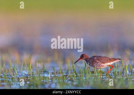 Roussard commun (Tringa totanus), Khawr oriental / Khawr ad Dahariz, Salalah, Dhofar, Oman Banque D'Images