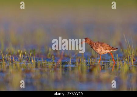 Roussard commun (Tringa totanus), Khawr oriental / Khawr ad Dahariz, Salalah, Dhofar, Oman Banque D'Images