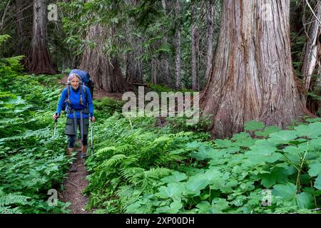 WA26006-00....WASHINGTON - femme randonnant le Pacific Crest Trail dans le bassin d'Agnes Creek avec de vieux cèdres, Okanogan Wenatchee National Fore Banque D'Images