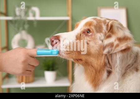 Chien berger australien mignon et main propriétaire avec brosse à dents à la maison Banque D'Images