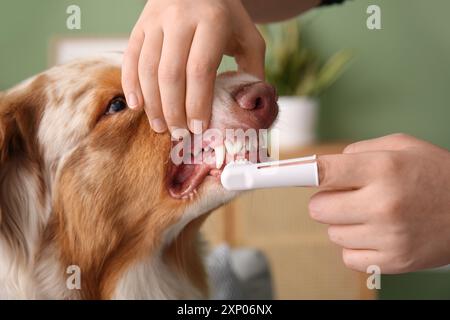 Le propriétaire se brosse les dents d'un chien berger australien mignon à la maison Banque D'Images