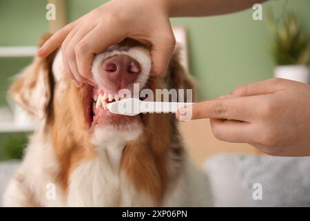 Le propriétaire se brosse les dents d'un chien berger australien mignon à la maison Banque D'Images