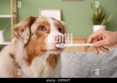 Chien berger australien mignon et main propriétaire avec brosse à dents à la maison Banque D'Images