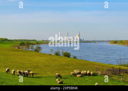 Rheinberg, Rhénanie-du-Nord-Westphalie, Allemagne, 16 avril 2020 : pâturage de moutons sur la digue à Orsoy, avec vue vers le port et Duisbourg Banque D'Images