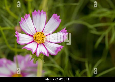 Jardin Cosmos (Cosmos bipinnatus part.) croissance et floraison dans un jardin en Italie Banque D'Images