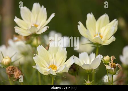 Le jardin Cosmos (Cosmos bipinnatus.) fleurit dans un jardin de Bergame Banque D'Images