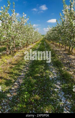 Verger de Malus domestica, pommiers à fleurs blanches au printemps, Québec, Canada Banque D'Images