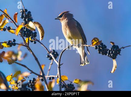 Un oiseau à cire de cèdre perché sur un arbre Chokeberry plein de baies, mis en valeur par le soleil couchant à l'automne. Banque D'Images