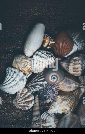 Gros plan macro photographie d'une collection de coquillages sur un fond texturé. Verical. Banque D'Images
