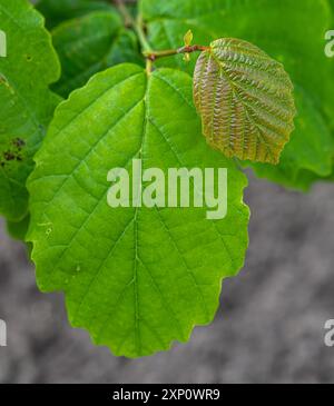 Feuilles de noisette sorcière américaine (Hamamelis virginiana) Banque D'Images