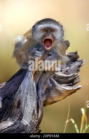 Jeune singe vervet (Chlorocebus pygerythrus) appelant. Ces primates de taille moyenne sont semi-terrestres. Ils ont un manteau vert olive ou gris argenté et un visage, des mains et des pieds noirs. Les singes Vervet habitent les savanes, les forêts ouvertes et les prairies en Afrique orientale et australe. Photographié dans le delta de l'Okavango, Botswana. Banque D'Images