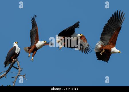 Séquence de l'aigle des poissons africains (Haliaeetus vocifer). Ce grand aigle a un appel distinctif fort qui se répercute sur les lacs d'eau douce de l'Afrique subsaharienne. Ils habitent des zones proches de plans d'eau importants avec beaucoup de nourriture. Photographié dans le parc national de Chobe, Botswana. Banque D'Images