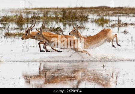 Un groupe d'antilopes de lechwe rouge (Kobus leche) traverse les eaux peu profondes du parc national de Chobe, au Botswana. Ces antilopes de taille moyenne ont des quartiers arrière qui sont sensiblement plus élevés que leurs quartiers avant. Ils ont des fronts noirs des pattes antérieures et des jarrets, avec des taches blanches autour de leurs yeux. Seuls les béliers portent des cornes. Banque D'Images