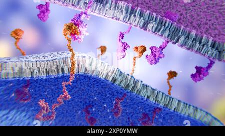 Illustration du récepteur à l'antigène chimérique (CAR), un récepteur modifié qui donne aux cellules immunitaires la nouvelle capacité de cibler une protéine spécifique. Le récepteur CAR complexe (orange) est montré sur une membrane de cellule immunitaire (bleu), se fixant à une protéine cible (rose) sur une membrane de cellule cancéreuse. Banque D'Images