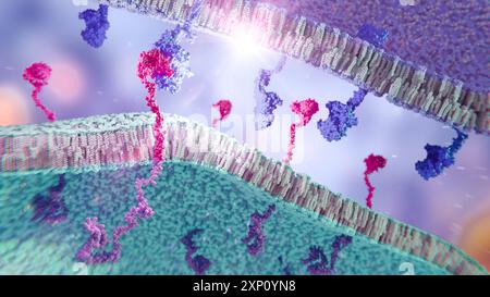 Illustration du récepteur à l'antigène chimérique (CAR), un récepteur modifié qui donne aux cellules immunitaires la nouvelle capacité de cibler une protéine spécifique. Le récepteur CAR complexe (rose) est montré sur une membrane de cellule immunitaire, se fixant à une protéine cible (bleue) sur une membrane de cellule cancéreuse. Banque D'Images