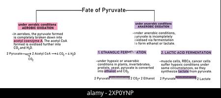 Devenir du pyruvate après glycolyse, illustration. Les deux molécules de pyruvate formées à la fin de la glycolyse peuvent être décomposées en aérobiose ou en anaérobiose. La fermentation aérobie conduit à la formation d'acétyl coenzyme A. la fermentation anaérobie conduit à la formation d'éthanol ou de lactate. Banque D'Images