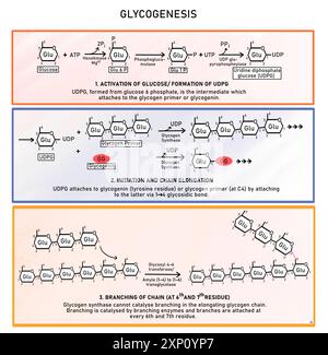 Glycogenèse, illustration. La glycogenèse est le processus de synthèse du glycogène à partir d'un d-glucose. Elle a lieu dans le cytoplasme des cellules hépatiques et musculaires où les enzymes qui catalysent la conversion sont présentes. Banque D'Images