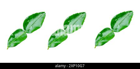 Vue de dessus ensemble de trois feuilles vertes de bergamote est isolé sur fond blanc avec chemin de détourage. Banque D'Images
