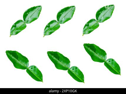 Vue de dessus ensemble de six feuilles vertes de bergamote est isolé sur fond blanc avec chemin de détourage. Banque D'Images