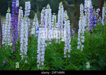 Jardin avec Lupines Russel colorées Banque D'Images