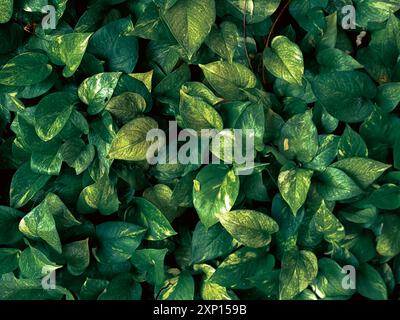 Vue de dessus des feuilles Golden Pothos, image de motif de feuilles vertes. arrière-plan d'image florale. Banque D'Images