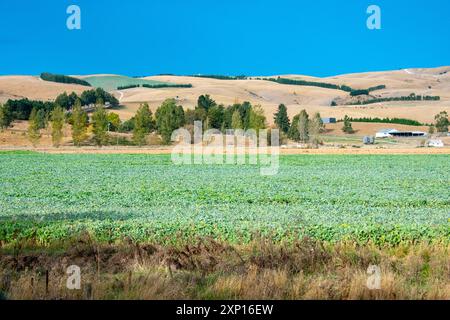 Champ agricole dans la région de Canterbury - Nouvelle-Zélande Banque D'Images