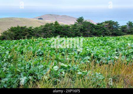 Champ agricole dans la région de Canterbury - Nouvelle-Zélande Banque D'Images