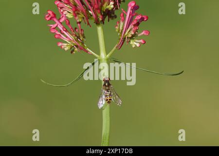 Mouche marmelière femelle (Episyrphus balteatus), famille des Syrphidae sous fleurs de valériane rouge, barbe de Jupiter (Centranthus ruber 'Çoccineus). Banque D'Images